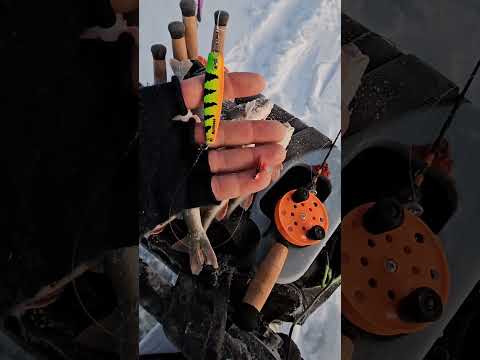 HUONON SYÖNNIN PILKKI | TEHOKAS OTTIPELI