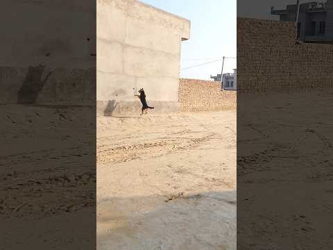 Playing cricket with new jacky 🏏 #newjacky #newjackycricket #playingcricket #dog