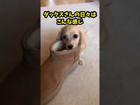 仕事で疲れたお前らに贈る笑いと癒しのダックスフンド5選ww　#ダックスフンド #笑える #癒し #犬のいる生活 #犬のいる暮らし #元気になる動画 サムネイル