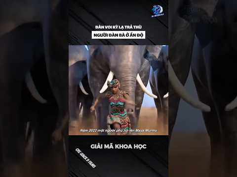 ĐÀN VOI KỲ LẠ TRẢ THÙ NGƯỜI ĐÀN BÀ Ở ẤN ĐỘ #shorts #khoahoc #khampha #kienthuc