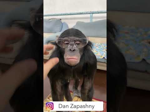 #shorts Смешные животные! Шимпанзе Боня примерила мои очки