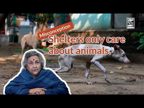 Misconception: Shelters only care about animals | Geeta Seshamani | FRIENDICOES SECA