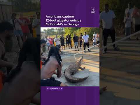 Americans capture 12-foot alligator outside McDonald's in Georgia