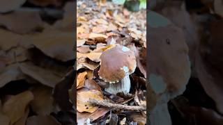 Steinpilz Anfang November 2025 #steinpilze #porcini #fungi #cèpes #boletus #pilzesammeln #fyp