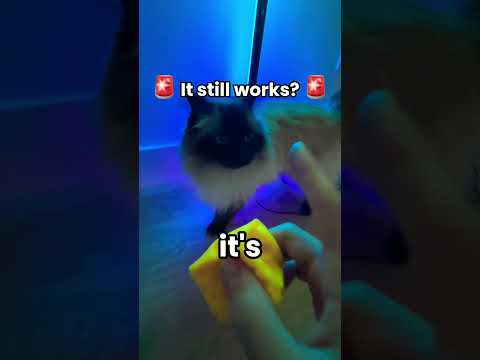 Can My Cat Still Do The Feature With The Like Button? #gorillatag #vr #shorts