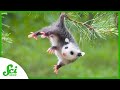 Marsupials and Their History