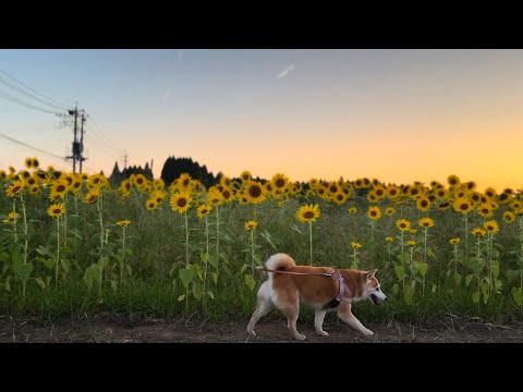 ひまわり畑のもも Momo in the Sunflower Fields