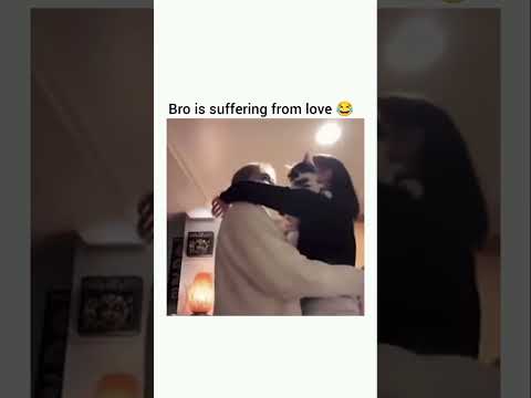 CAT is suffocating from TOO MUCH HUMAN LOVE! #catshorts #funnycatvideos #funnycats
