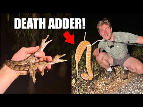 Catching CROCODILES and Surprise DEATH ADDERS! - AUSTRALIA Day 2