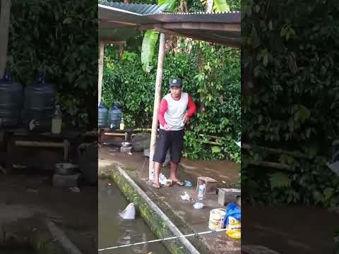 cara efektif naikin babon bawal empang #viralshort #mancing #belajarmancing