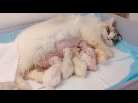 Rare ragdoll cat mom is giving birth—6 kittens struggling with twisted positions…