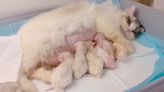 Rare ragdoll cat mom is giving birth—6 kittens struggling with twisted positions…