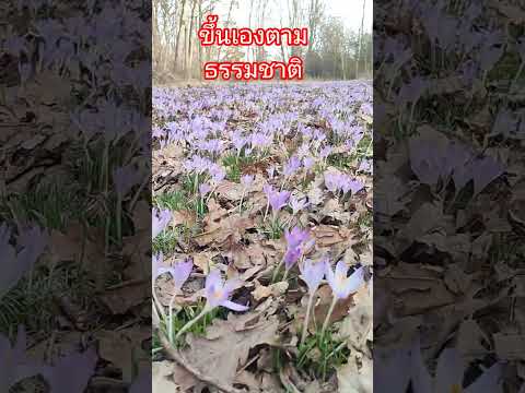 #sohrts #ดอกcrocus #ดอกหญ้าฝรั่น #เมียฝรั่งชนบท #ยายต๊ะ #garden #เกษตรพอเพียง