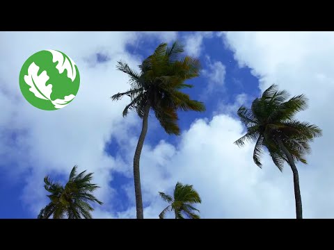 Grenada - Nature Based Solutions