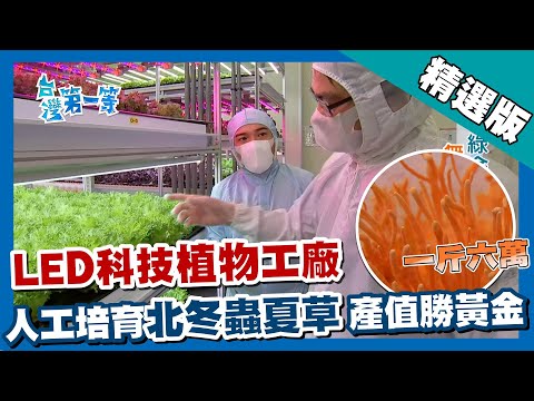 台灣第一等【LED綠金科技植物工廠】精選版 - YouTube(12:41)