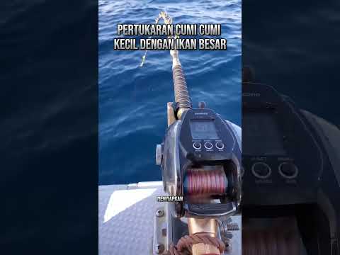 ♻️😅🔥 detik detik cumi cumi berhasil menarik ikan besar 🔥🔥#shortvideo #fishing #mancing #viralvideo