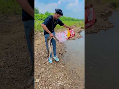 बहुत बड़ा अजगर 😰छोड़ दिया #python #reptiles
