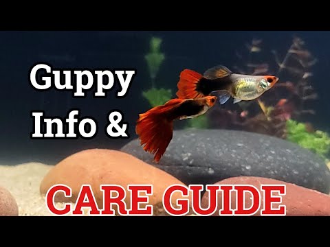 Guppy Info and Care Guide_ Behavior, Diet, Compati Everything you need to know to properly take care of guppies 🙂

FOLLOW MY INSTAGRAM_
https_//www.