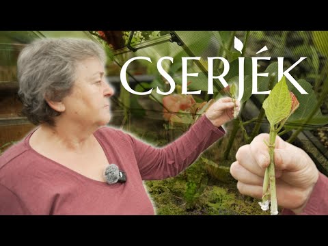 HOGYAN SZAPORÍTSD A CSERJÉKET?