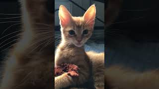 cats ahhhh