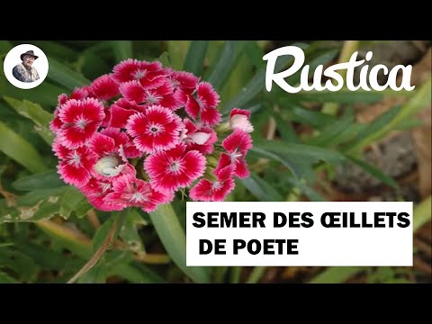 Comment semer les oeillets de poète en terrine