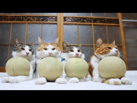 めろん　のせ猫　 250707