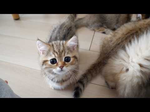 Cute kitten begging its owner to play during mealtime...