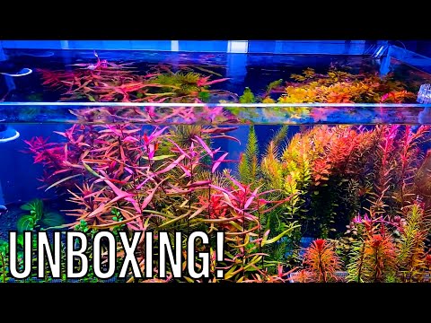 Stem Plant Unboxing From MANINI SCAPES Aquascaping 101 - Plants + Exotics + Reef

THUMBNAIL FROM MANINI SCAPES

Manini Scapes IG - https_//