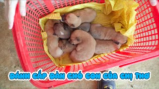 Đột Nhập Ăn Trộm Đàn Chó Con Của Chị Thơ