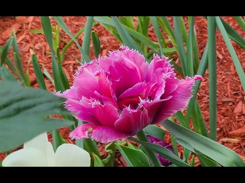 Tulips in my garden.  Music -  ** Tulips from Amsterdam **