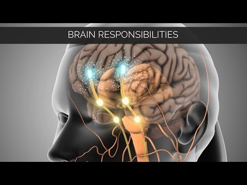 Human Brain & Its Responsibilities - How Brain Works?