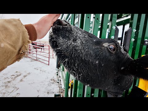 How To Draw Blood in Cattle For Veterinary Diagnostic Purposes