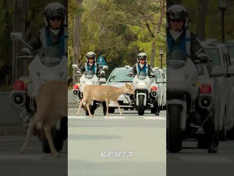 【奈良県警察採用募集動画 白バイ隊員・仕事もプライベートも充実!(15秒)】