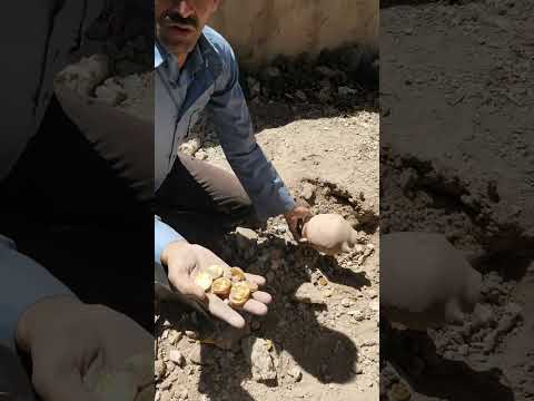 الكشف عن الذهب؟