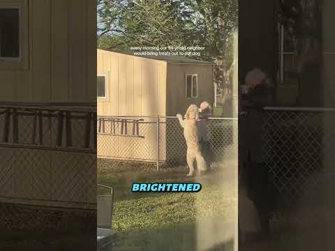 The Cutest Dog-Neighbour Friendship Ever ❤️