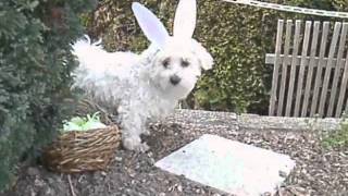 Holly Hund als Osterhase