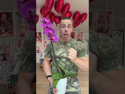 🌸 LEGO TRANSITION 🌸