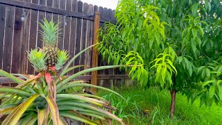 Summer Garden Tour - Growing Peach Trees and Pineapples in Central Texas