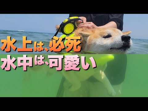 柴犬が溺れない様に必死に泳ぐも、水中では可愛すぎて悶絶