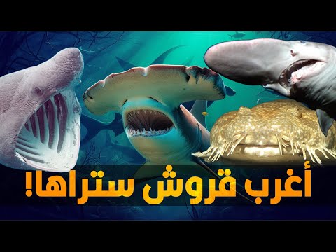 أغرب أنواع القروش في كل المحيطات