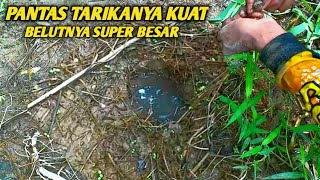 BELUT SEBESAR INI BETUL BETUL KUAT TARIKANYA