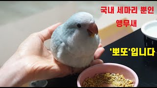 [치즈뽀또 이야기]새 가족 뽀또를 만나다