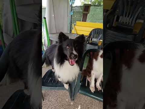 Interrogazione a sorpresa 😂 #bordercollie #addestramentocani #amico4zampe #puppy #cane