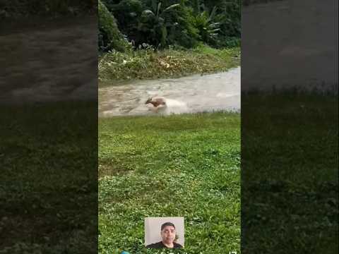 Cervo deixa cães perdido sem pista kkkkk