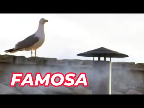 FAMOSINHA DA CHAMINÉ DO CONCLAV |Prensadão Guto TV #humor #animaisdublados