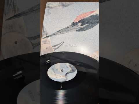 本日「儚くも美しき12の変奏」アナログ盤リリース✨レコード盤に針を落とすときのわくわくもぜひお楽しみください📍♩金星 #くるり #変12