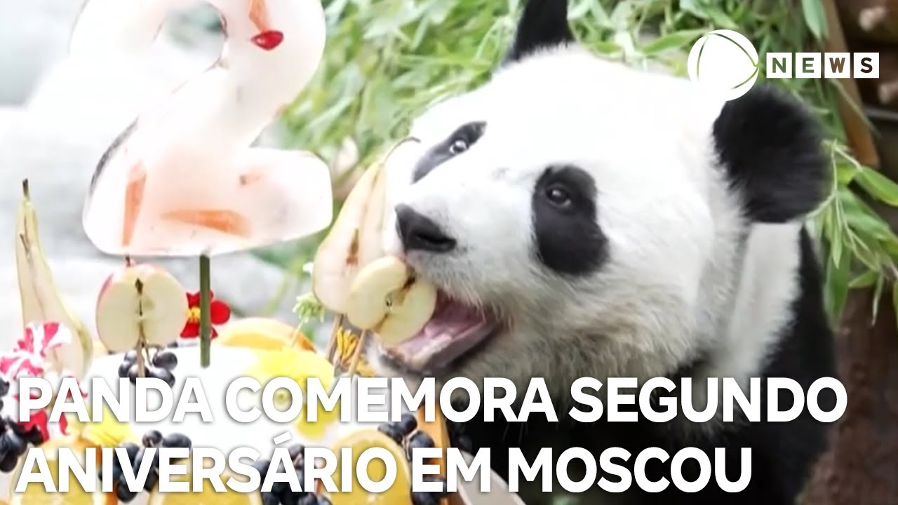 Filhote de panda gigante comemora aniversário com bolo especial na Rússia