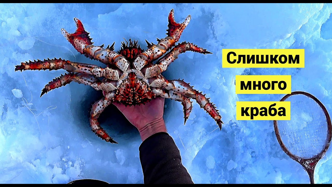 Крабы ловятся по два сразу! Лучшая крабалка сезона