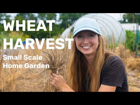 Growing and Harvesting Wheat 🌾 on a Small Scale & Making Bread! 🍞