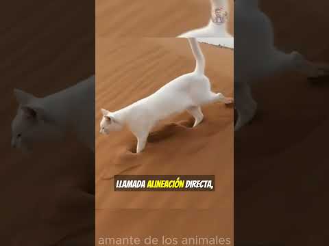 Gatos y Huellas ¡La Armonía Perfecta!